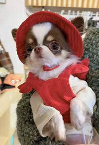 Chihuahua