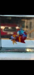 Betta