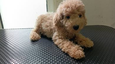 poodle