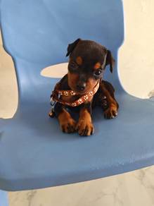 Classic! Mini Pinscher Puppy Male 0205A