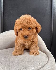 Toy poodle 