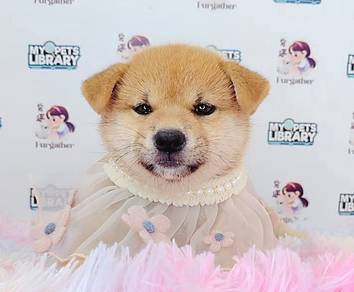 Shiba inu