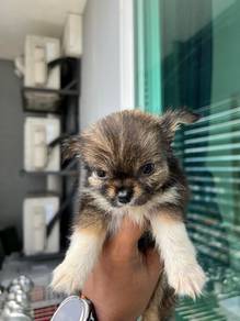 apple head Chihuahua 5