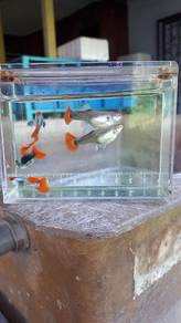 Ikan Guppy