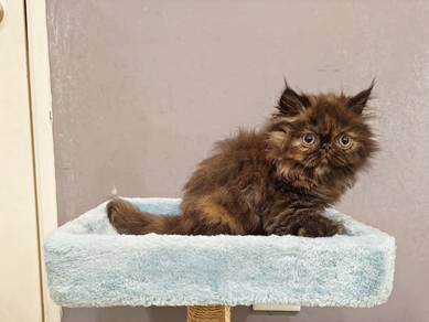 100% Comel! Kucing Parsi Persian Flat Face Kitten