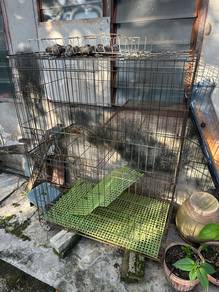 sangkar kucing