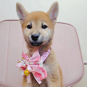 ShiBA INu