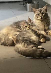 Mainecoon family