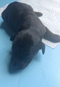 Female Black Maltipoo 