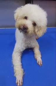 poodle