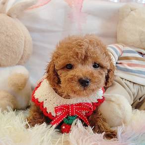 Toy Poodle