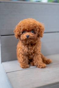 Toy poodle puppy available 