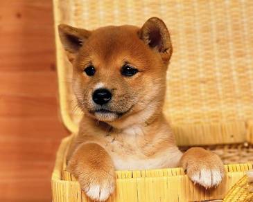Shiba Inu