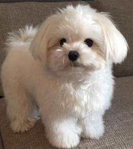 B3E0011 Bichon Frise white haired puppies dogs