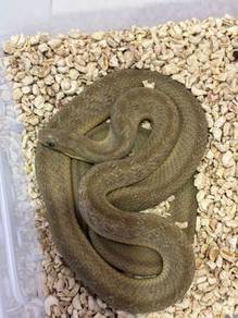 Egg Eater Snake