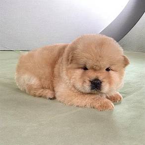 Chow chow puppy