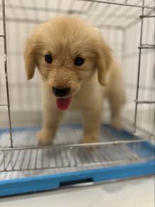 golden retriever e