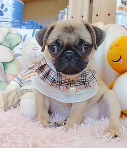 Pug