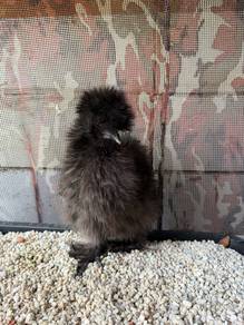 Silkie
