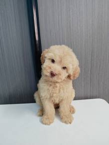 Maltipoo F1