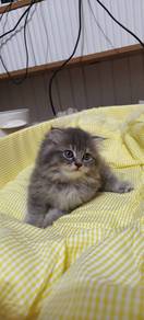 scf longhair