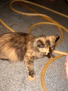 Looking to rehome a cat ASAP