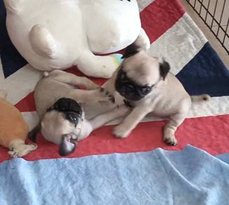 Pug