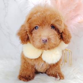 Poodle