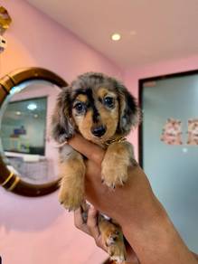Long-Haired Mini Dachshund  🐾✨