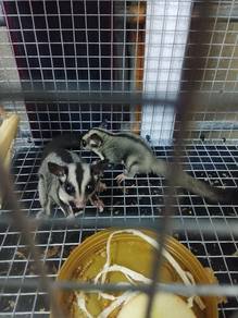 sugar glider