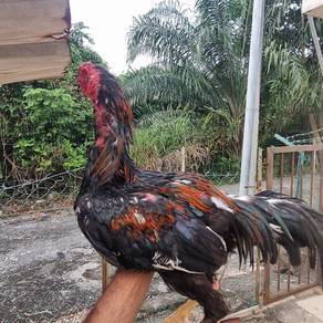 Ayam laga