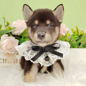 Shiba