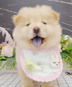 Chow Chow