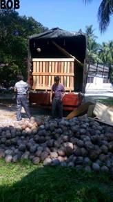 Benih kelapa sgg TULEN & buah kelapa pandan tua