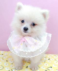 Pomeranian