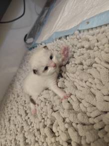 ragdoll cat 