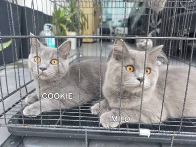 ReHome cat