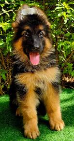 GERMAN SHEPHERD PUPPIES GSD243 🐻 Good structure