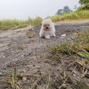 Pomeranian male