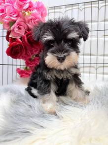 SS5000 Mini Schnauzer black silver haired cute pup
