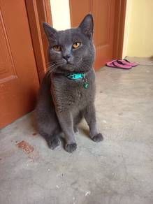 British Shorthair pure full vaksin 