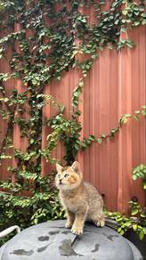 BSH golden