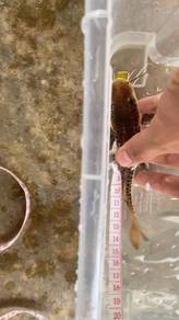 leopard Shovelnose catfish