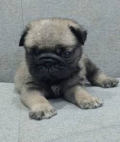 PUG PUPPIES 660 🌻 REHOME Boy~