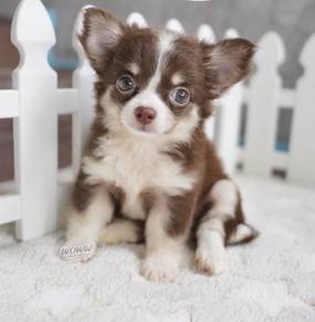 CHIHUAHUA PUPPIES 309 🌷Head Apple Cute Dog