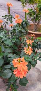 Crossandra Plant 