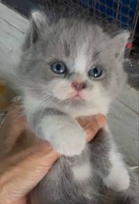 Bsh Kitten