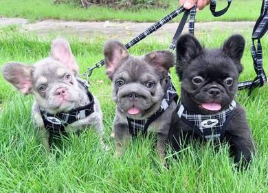 FRENCH BULLDOG PUPPIES 🌻VIP140 Long Fur / Girl