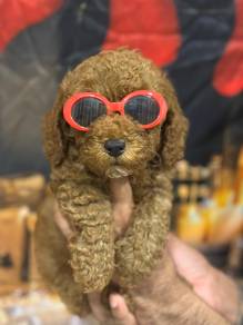 cavapoo3