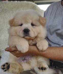 Chow Chow